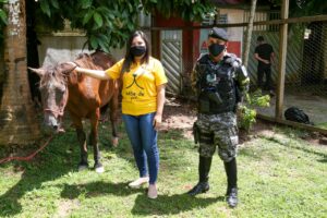 Imagem da notícia - PM auxilia em resgate de cavalo vítima de maus-tratos no Careiro da Várzea