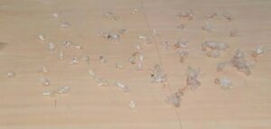 Imagem da notícia - PM apreende adolescente e detém jovem por envolvimento de drogas