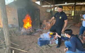 Imagem da notícia - PC e PM incineram 108 quilos de entorpecentes, em Humaitá