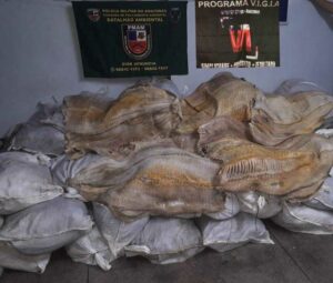 Imagem da notícia - PM apreende 2,7 toneladas de pescado e 115 metros cúbicos de madeira