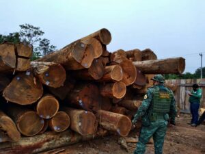 Imagem da notícia - Operação ‘Tamoiotatá’ apreende 70 metros de madeira ilegal em Canutama