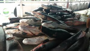 Imagem da notícia - PC doa 35 toneladas de pescado apreendido durante operações