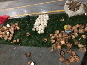 Imagem da notícia - Agentes da Base Arpão apreendem drogas escondidas em cocos