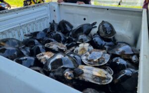 Imagem da notícia - Em Itapiranga, Polícia Civil do Amazonas resgata 81 quelônios