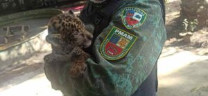 Imagem da notícia - Polícia Militar resgata filhote de onça pintada em Nova Olinda do Norte