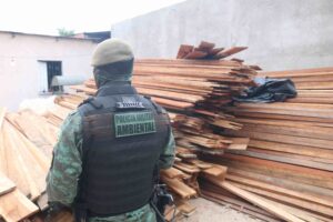 Imagem da notícia - Batalhão Ambiental apreende 70 metros cúbicos de madeira ilegal