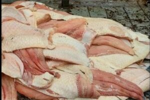 Imagem da notícia - PM apreende duas toneladas de pescado ilegal no porto São Raimundo