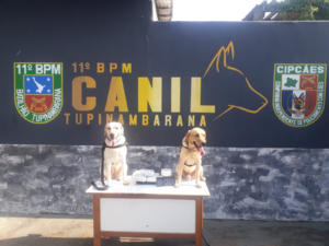 Imagem da notícia - Em Parintins, PMAM prende mulher com entorpecentes