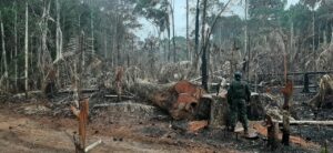 Imagem da notícia - Operação Tamoiotatá prende quatro homens por crime ambiental e apreende madeira ilegal
