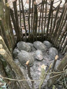 Imagem da notícia - Doze tracajás são devolvidos à natureza após resgate