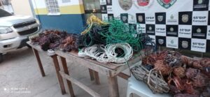 Imagem da notícia - PC e PM prende casal por furto e receptação em Carauari