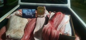 Imagem da notícia - Em Manacapuru, PC prende homem e apreende 818 quilos de pescado ilegal