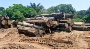 Imagem da notícia - PM apreende madeira ilegal em serrarias do município de Manacapuru