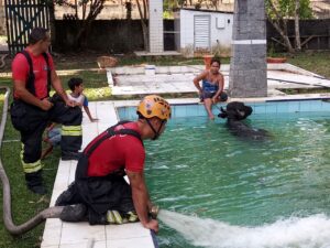 Imagem da notícia - Bombeiros Militares resgatam búfalo após cair em uma piscina