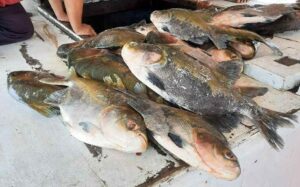Imagem da notícia - PMAM apreende 619 quilos de pescado ilegal em Beruri