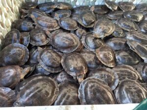 Imagem da notícia - Polícia Militar apreende 134 quelônios mantidos de forma ilegal, no bairro Dom Pedro