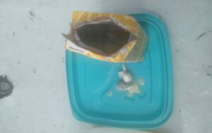 Imagem da notícia - Em Pauini, PC-AM prende mulher que tentava repassar drogas para dentro da carceragem da unidade policial