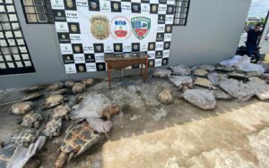 Imagem da notícia - Polícia Civil do Amazonas detém homem por crime ambiental em Novo Airão