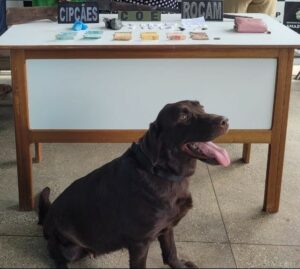 Imagem da notícia - Em comunidade rural de Alvarães, Rocam prende quatro pessoas ligadas ao tráfico de drogas