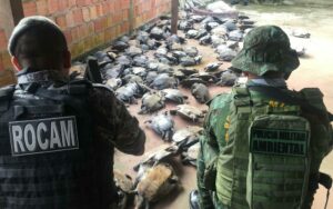 Imagem da notícia - Agentes da Base Tiradentes efetuam prisão em flagrante e apreendem 180 quelônios em Novo Airão