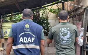 Imagem da notícia - PC-AM deflagra Operação Arremate para fiscalizar abatedouro clandestino de suínos na zona oeste