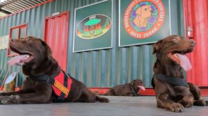 Imagem da notícia - Cães do Corpo de Bombeiros realizam treinamentos para atuar em resgates