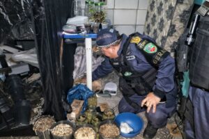 Cidade Mais Segura: Polícia desmonta laboratório de cultivo de entorpecentes na zona sul de Manaus