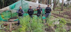Imagem da notícia - Hórus/Fronteira Mais Segura: Polícia destrói plantação de maconha em Autazes