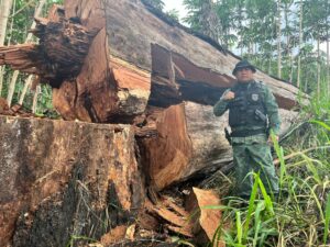 Imagem da notícia - <strong src=