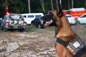 Imagem da notícia - Casal é preso pelo crime de estupro de vulnerável contra criança de 10 anos em Parintins, no Amazonas