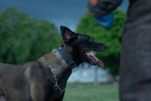 Imagem da notícia - Polícia Militar do Amazonas desenvolve treinamento de cães policiais para ações do Sistema de Segurança