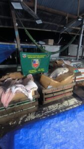 Imagem da notícia - PMAM apreende mais de uma tonelada de pescado ilegal na feira da Panair