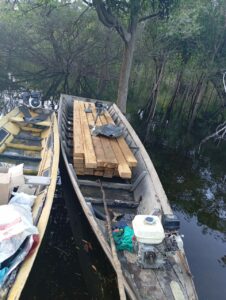 Imagem da notícia - Polícias Civil e Militar prendem homem por extração ilegal de madeira avaliada em R$ 50 mil, em Barreirinha