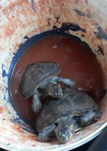 Imagem da notícia - Polícia Militar do Amazonas resgata animais silvestres em Manaus