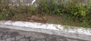 Imagem da notícia - Polícia Militar do Amazonas desmantela artefato explosivo deixado em calçada de unidade policial