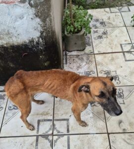 Imagem da notícia - PC-AM prende homem por maus-tratos a dois animais domésticos