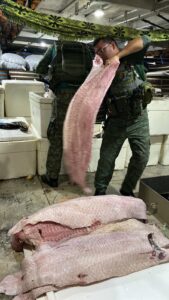 Imagem da notícia - Base Arpão 2: PMAM apreende 1,5 tonelada de pescado ilegal dentro de embarcação em Barcelos