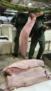 Imagem da notícia - Base Arpão 2: PMAM apreende 1,5 tonelada de pescado ilegal dentro de embarcação em Barcelos