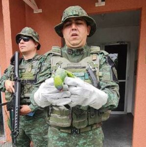 Imagem da notícia - Polícia Militar do Amazonas resgata gavião-carijó e papagaio na zona oeste