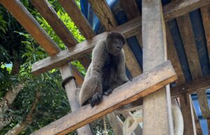 Imagem da notícia - Em Pauini, PC-AM, PMAM, ICMBio e Ibama resgatam macacos durante ação de combate a crimes ambientais