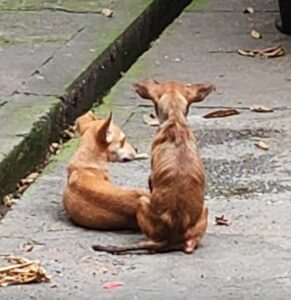 Imagem da notícia - Após denúncias, Polícia Civil prende homem por maus-tratos contra cinco cachorros no bairro Cachoeirinha