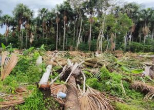 Imagem da notícia - Polícia Militar do Amazonas prende homem por desmatamento em Área de Preservação Permanente