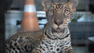 Imagem da notícia - Polícia Militar do Amazonas resgata filhote de onça mantido em cativeiro