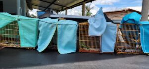 Imagem da notícia - Ipaam e Batalhão Ambiental da PM autuam três pessoas por passarinhar ilegalmente em Iranduba