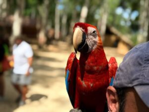 Imagem da notícia - Operação Anhangá: PC-AM desarticula grupo criminoso por exploração de animais silvestres e maus-tratos