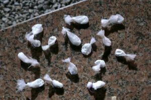 Imagem da notícia - Festival de Parintins 2025: Polícia Militar do Amazonas prende dupla com entorpecentes próximo à orla do município