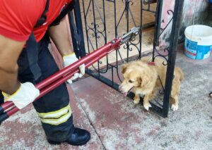 Imagem da notícia - Em Manacapuru, Corpo de Bombeiros resgata cachorro preso em grade após se assustar com fogos de artifício