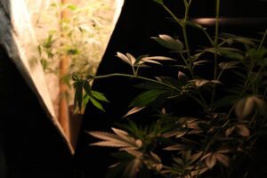 Imagem da notícia - Polícia Civil prende homem por cultivar a chamada ‘supermaconha’ em estufas na zona norte de Manaus