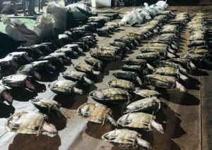 Imagem da notícia - Base Arpão 2: PMAM apreende mais de 250 quelônios, além de pescado e carne de caça ilegais 