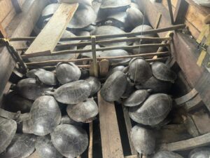 Imagem da notícia - Em Canutama, Polícias Civil e Militar prendem homem por caça ilegal de mais de quatro toneladas de quelônios